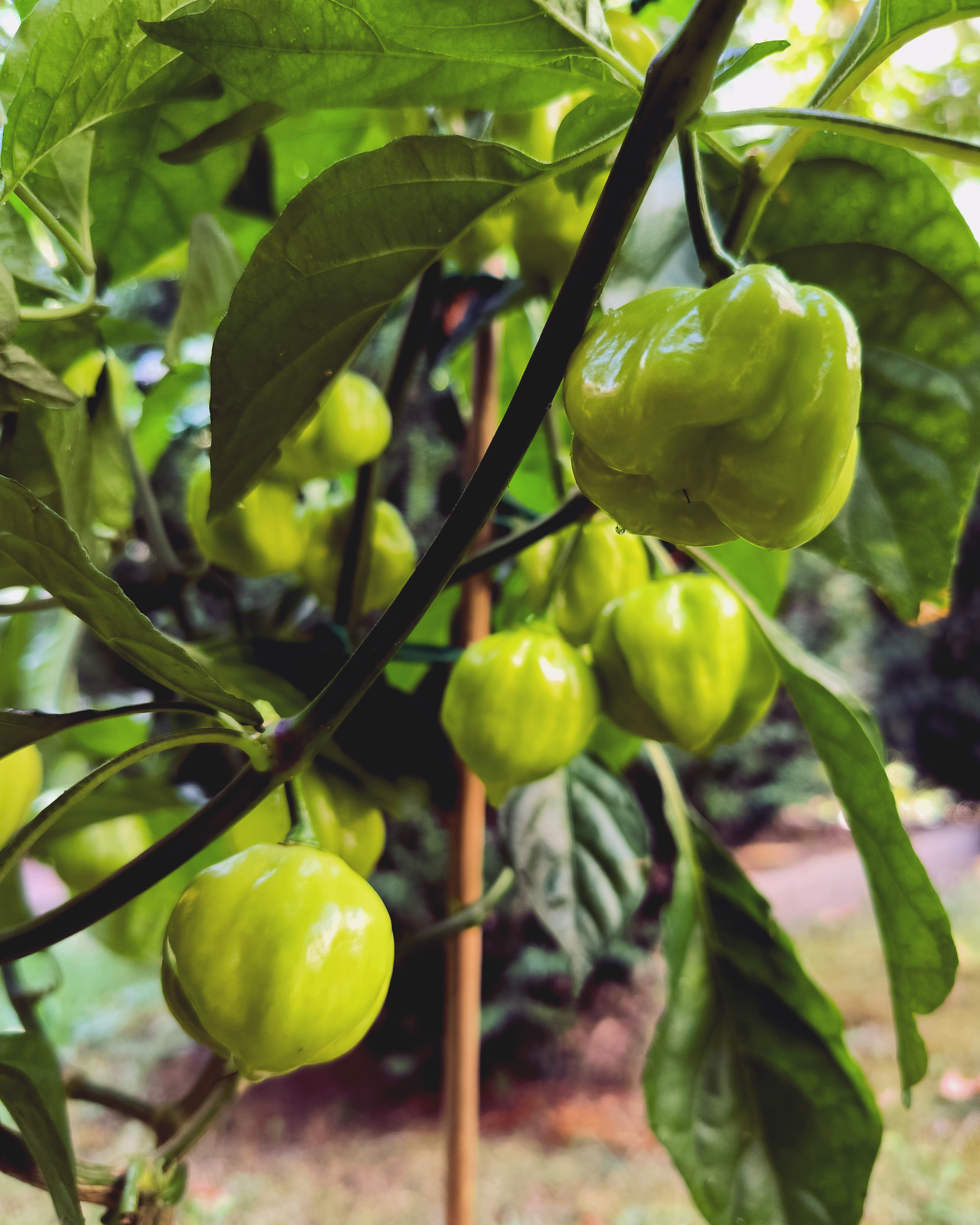Unripe 7 Pot White chili peppers growing on plant in Berlin garden