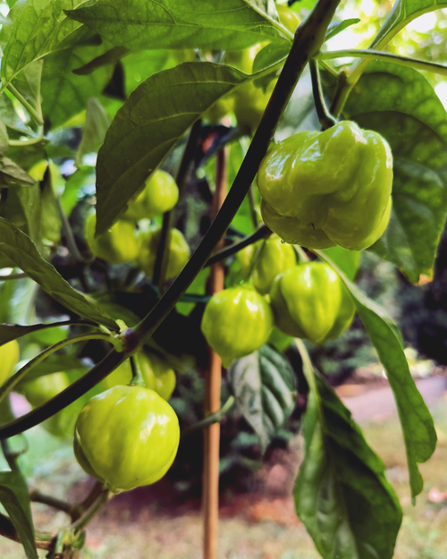Unripe 7 Pot White chili peppers growing on plant in Berlin garden