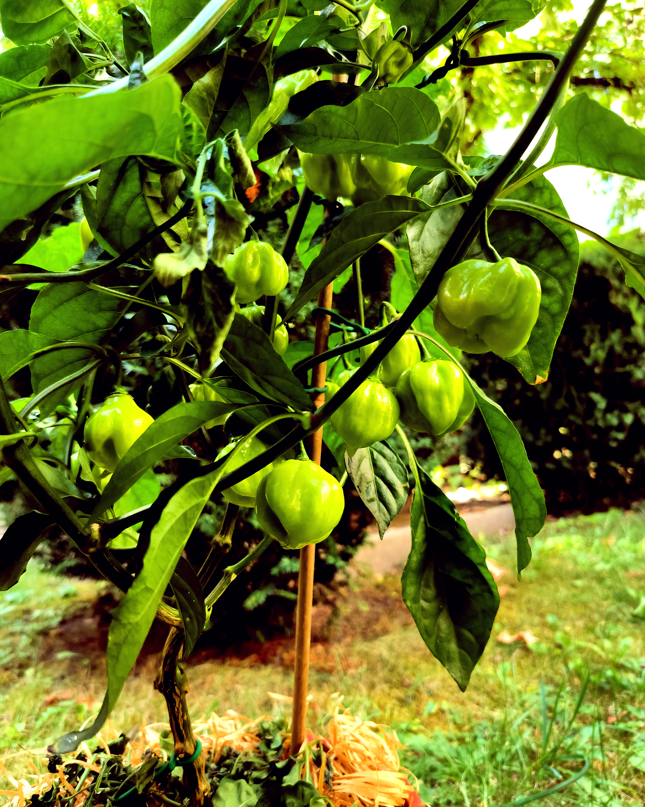 Green 7 Pot White chili pods developing on the plant