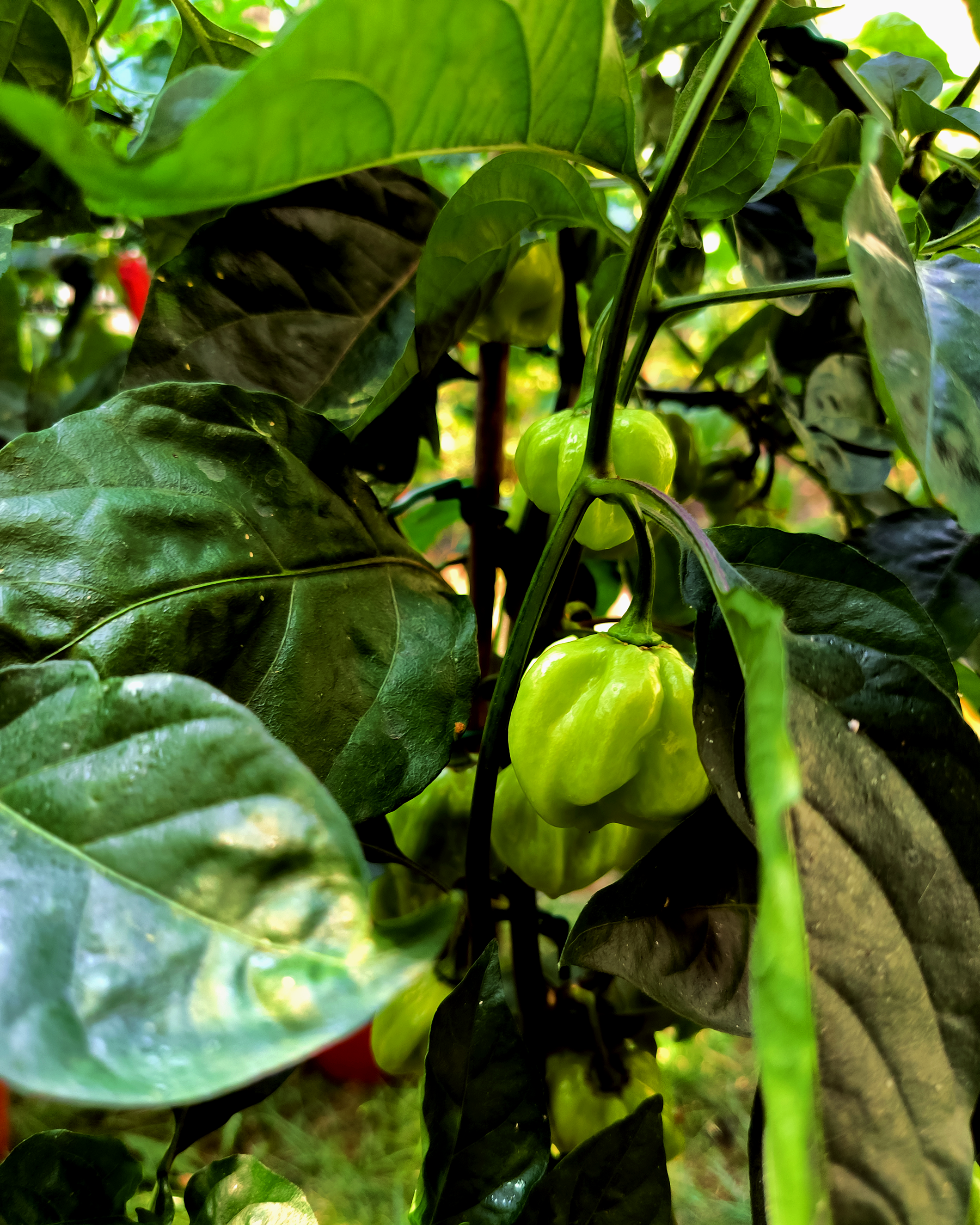 Close-up of unripe 7 Pot White superhot peppers on the plant