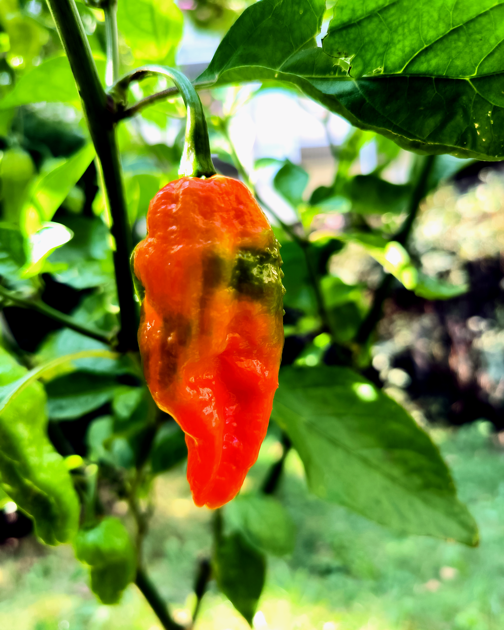 Ripe Brazilian Ghost Pepper chili growing on plant in Berlin garden