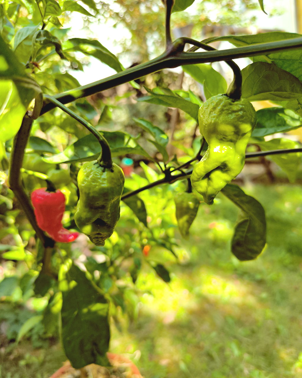 Brazilian Ghost Pepper pods ripening on the chili plant