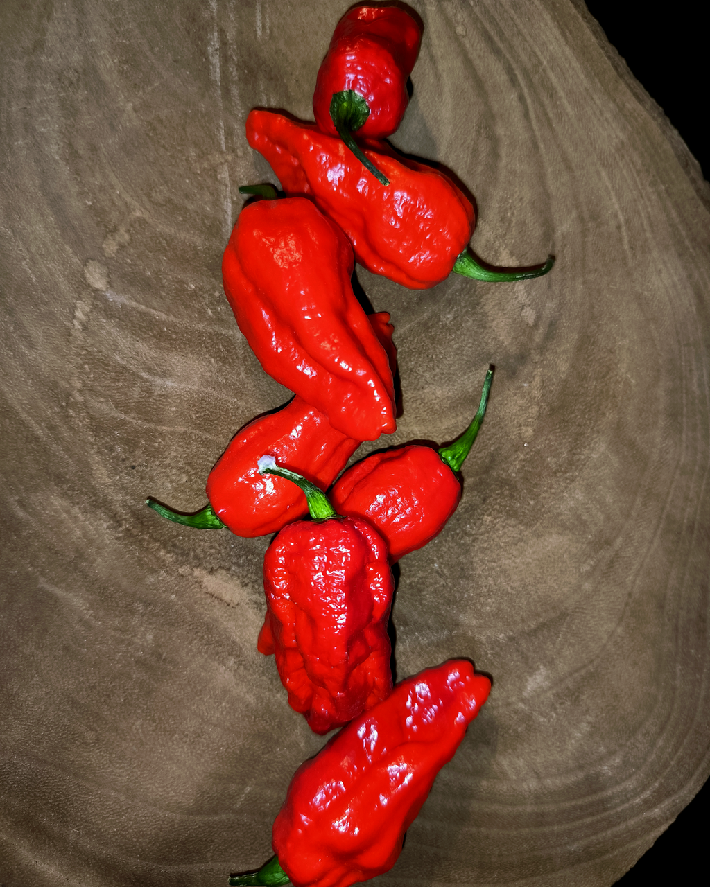 Freshly harvested Brazilian Ghost Pepper superhot chili pods