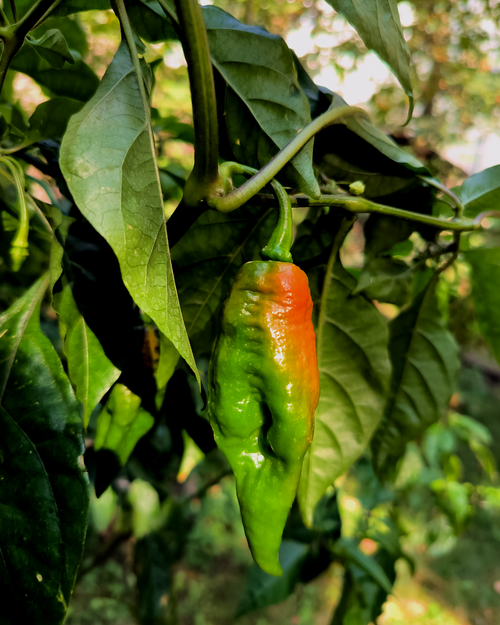 Big Red Mama pepper ripening on the plant – parent plant for Chico’s Farm seeds