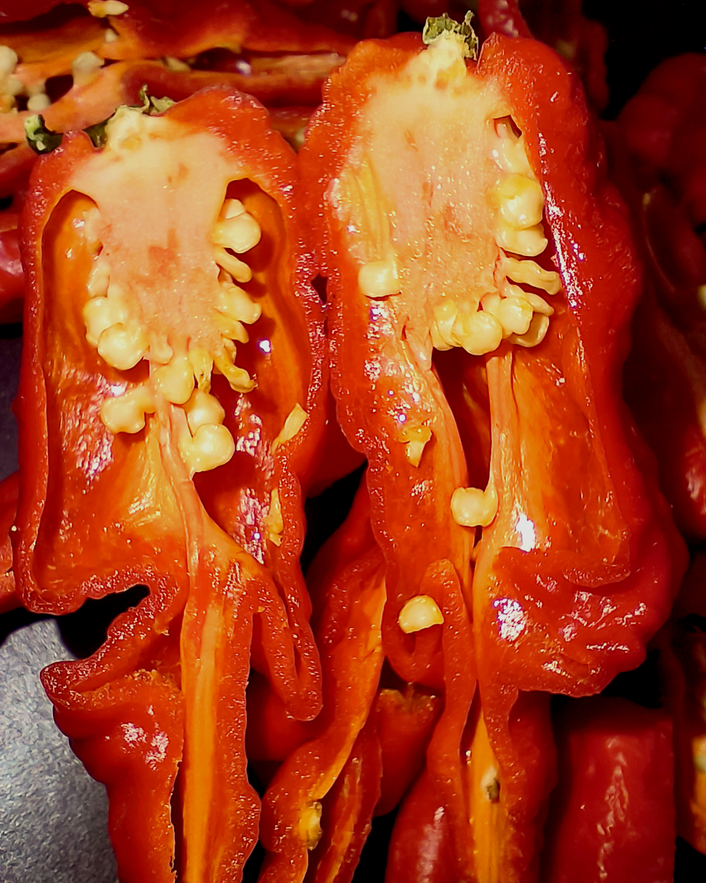 Big Red Mama pepper cut open – interior and placenta showing superhot chili seed structure
