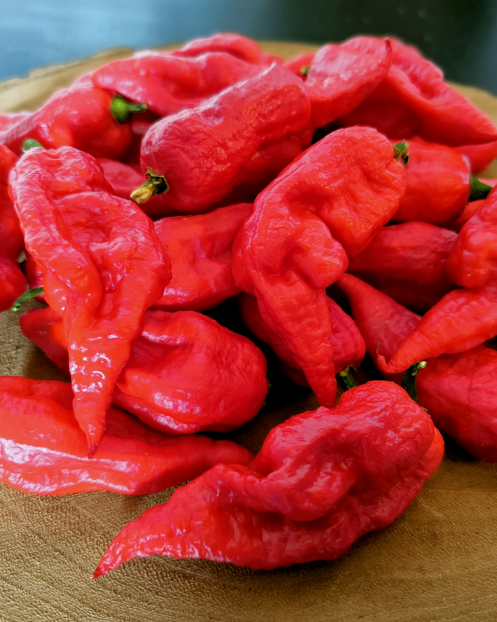 Harvested Big Red Mama peppers – thick-walled superhot red chili variety