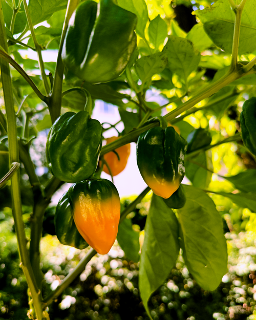 Big Sun Habanero peppers growing on the plant – parent plants for Chico’s Farm seeds
