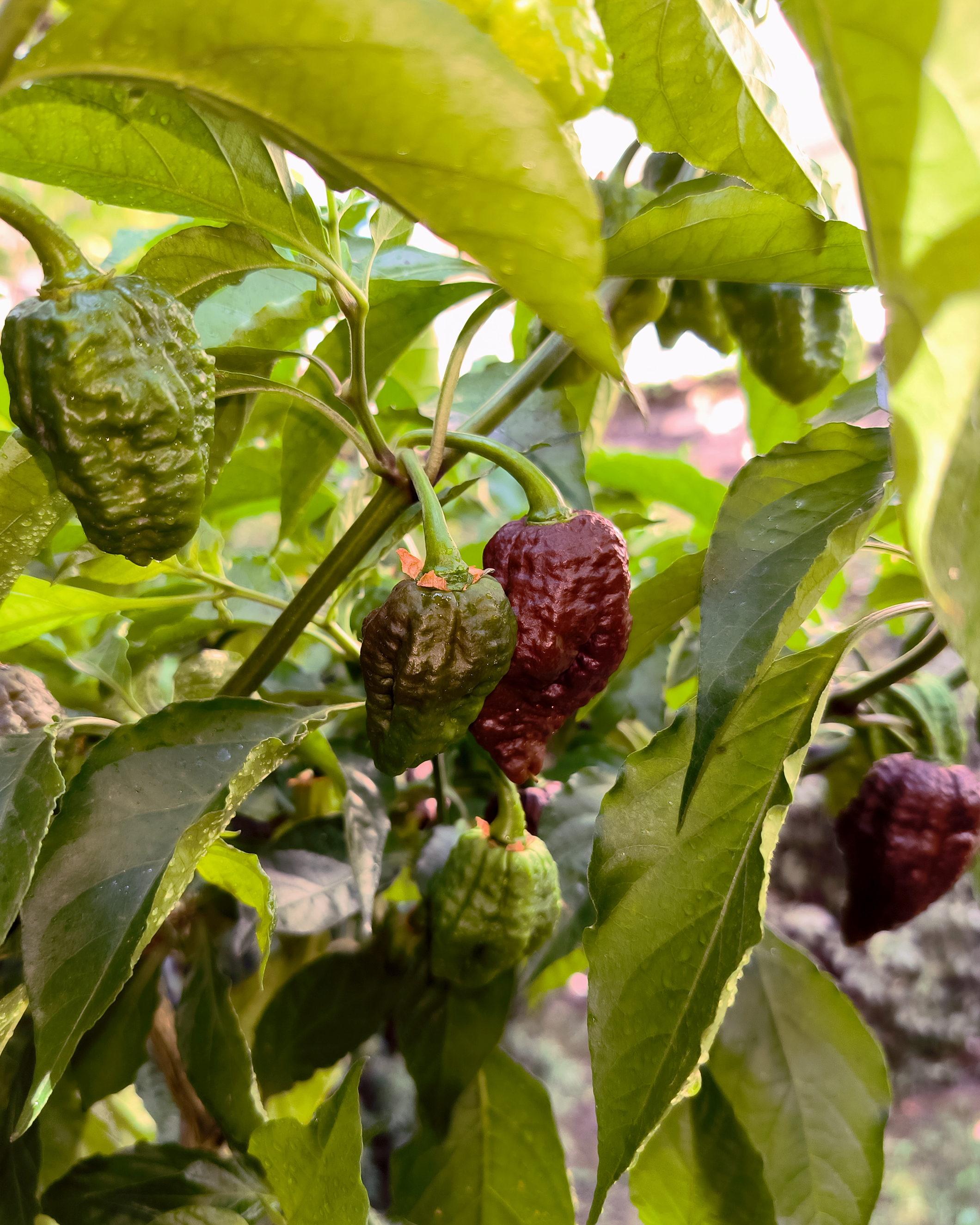 Chocolate Bhutlah superhot peppers ripening on plant in Berlin garden