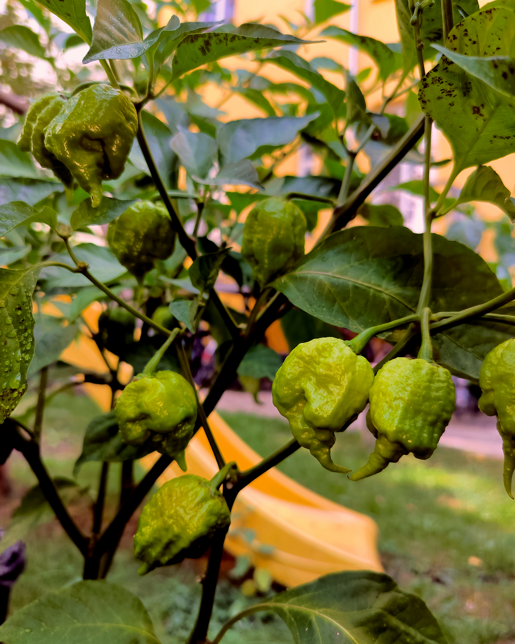 Unripe Chocolate Carolina Reaper chili pods on the plant