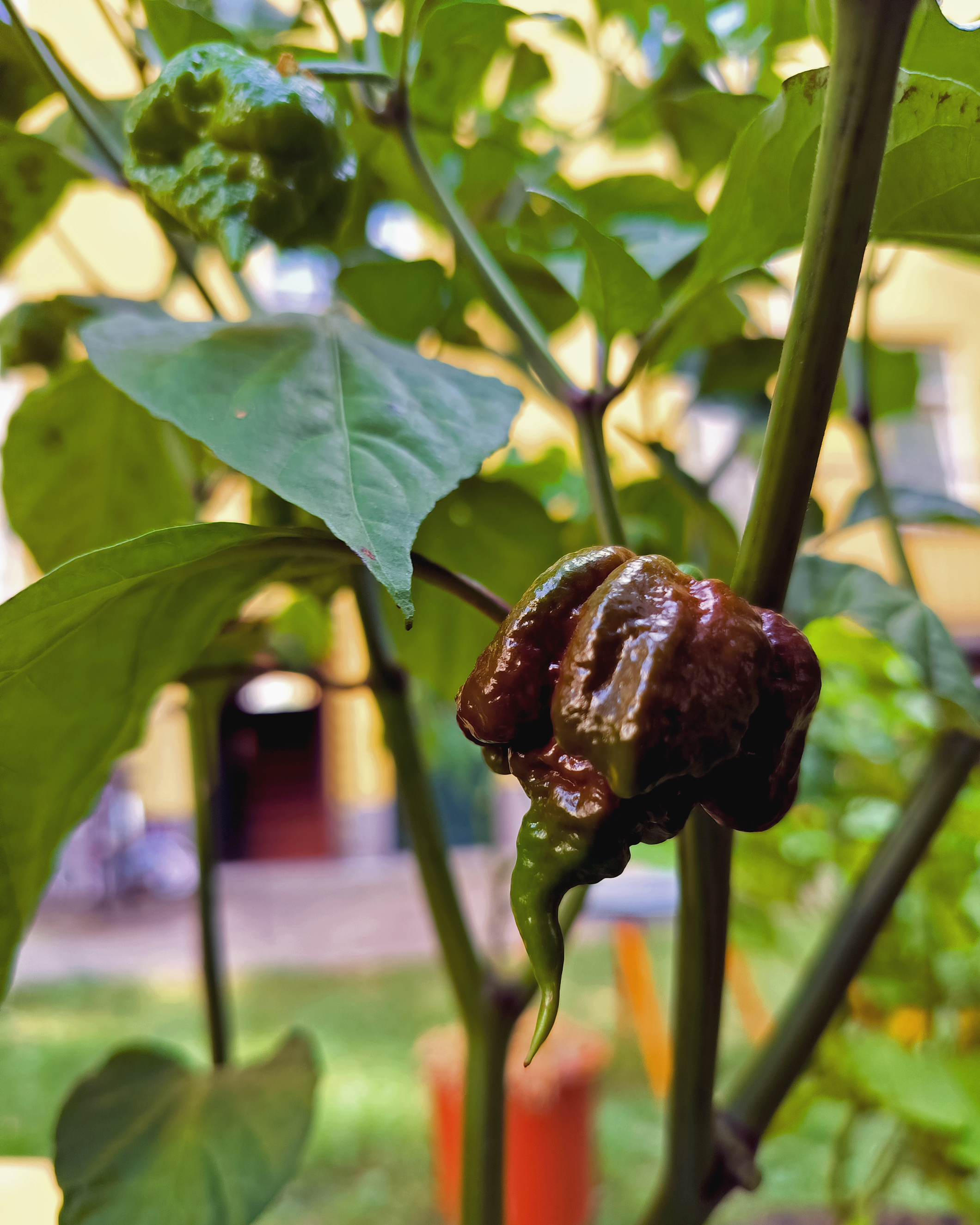 Chocolate Carolina Reaper pepper ripening on plant in Berlin garden