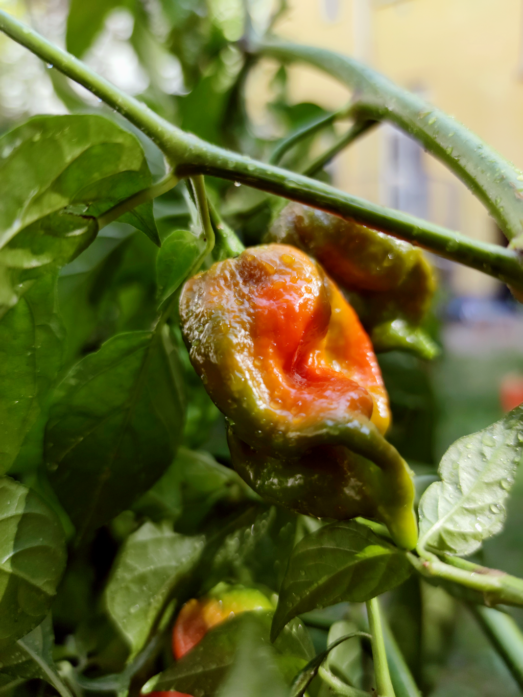 Ripe Naga Viper superhot chili growing on plant in Berlin garden
