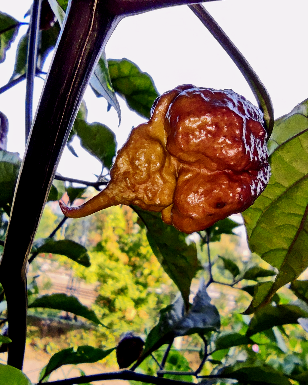 Purple Carolina Reaper pepper changing colour from purple to orange