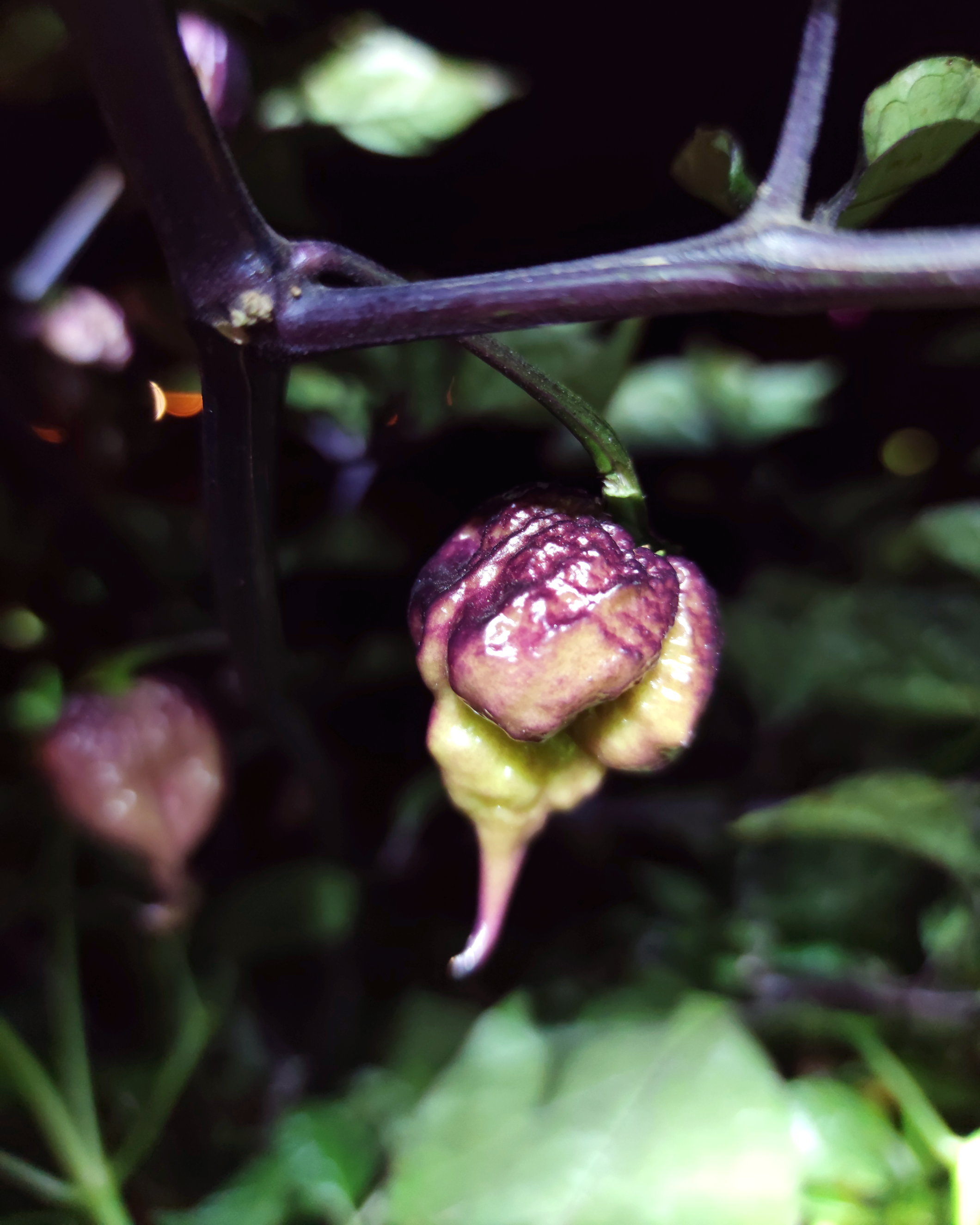 Unripe Purple Carolina Reaper chili pods showing early purple colouring