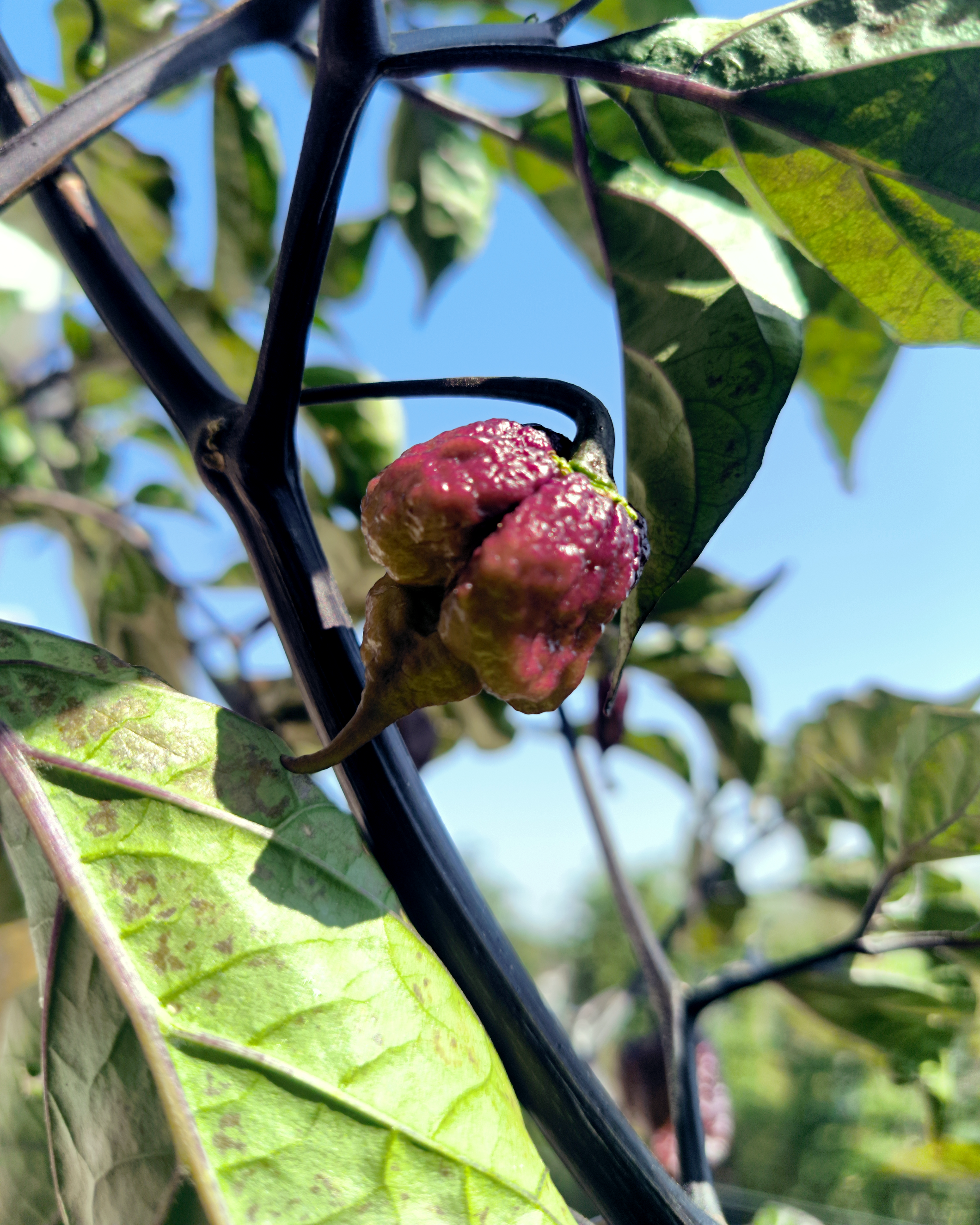 Purple Carolina Reaper chili ripening on plant with purple tones