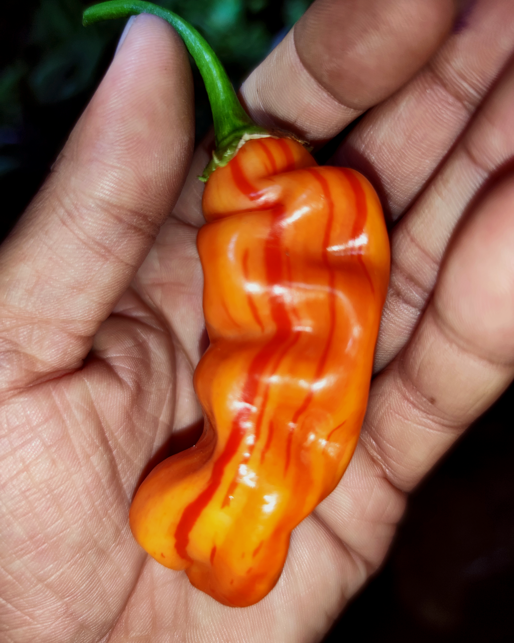 Sugar Rush Stripey pepper held in hand showing signature natural striping