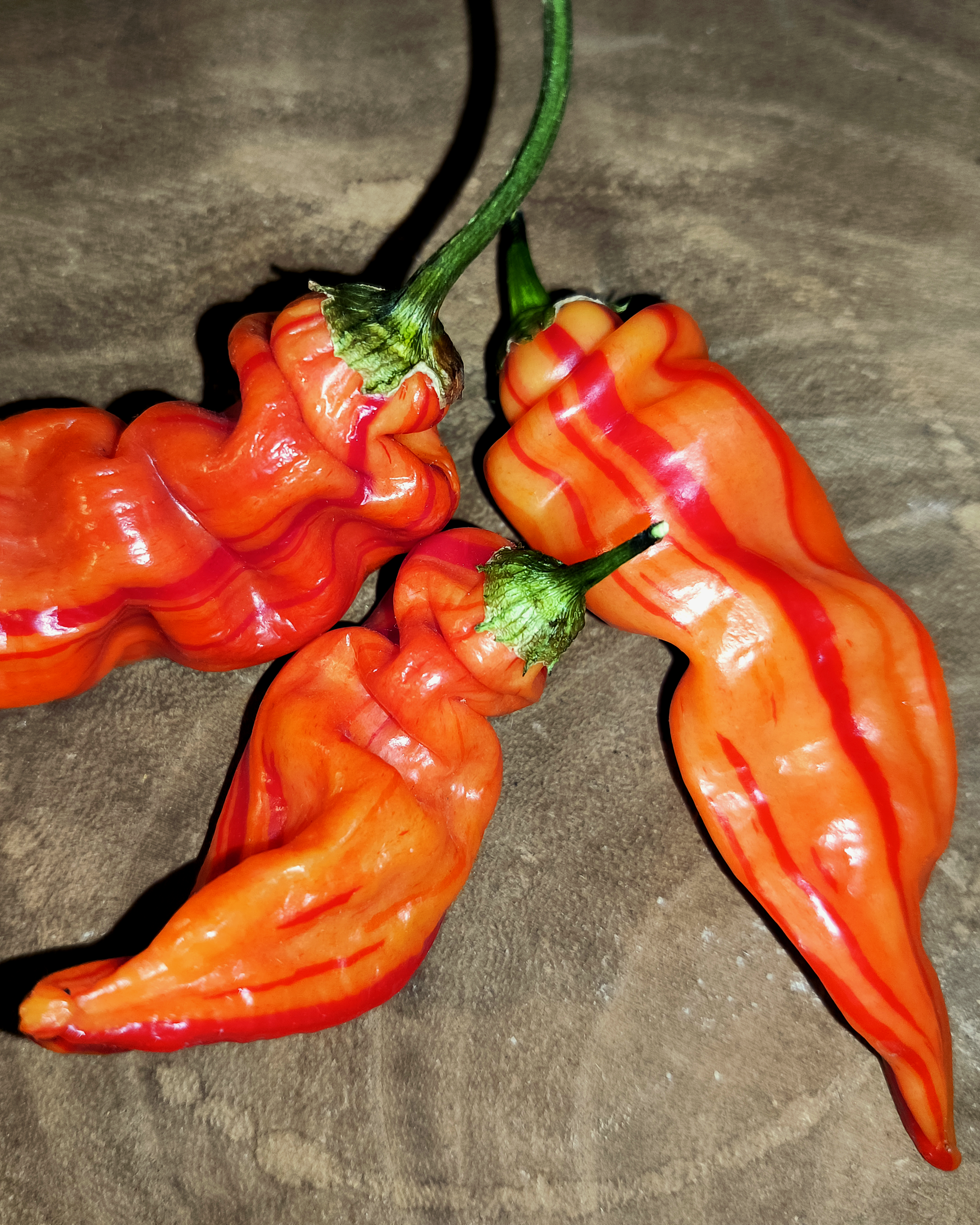 Ripe Sugar Rush Stripey peppers – naturally striped orange-red baccatum variety