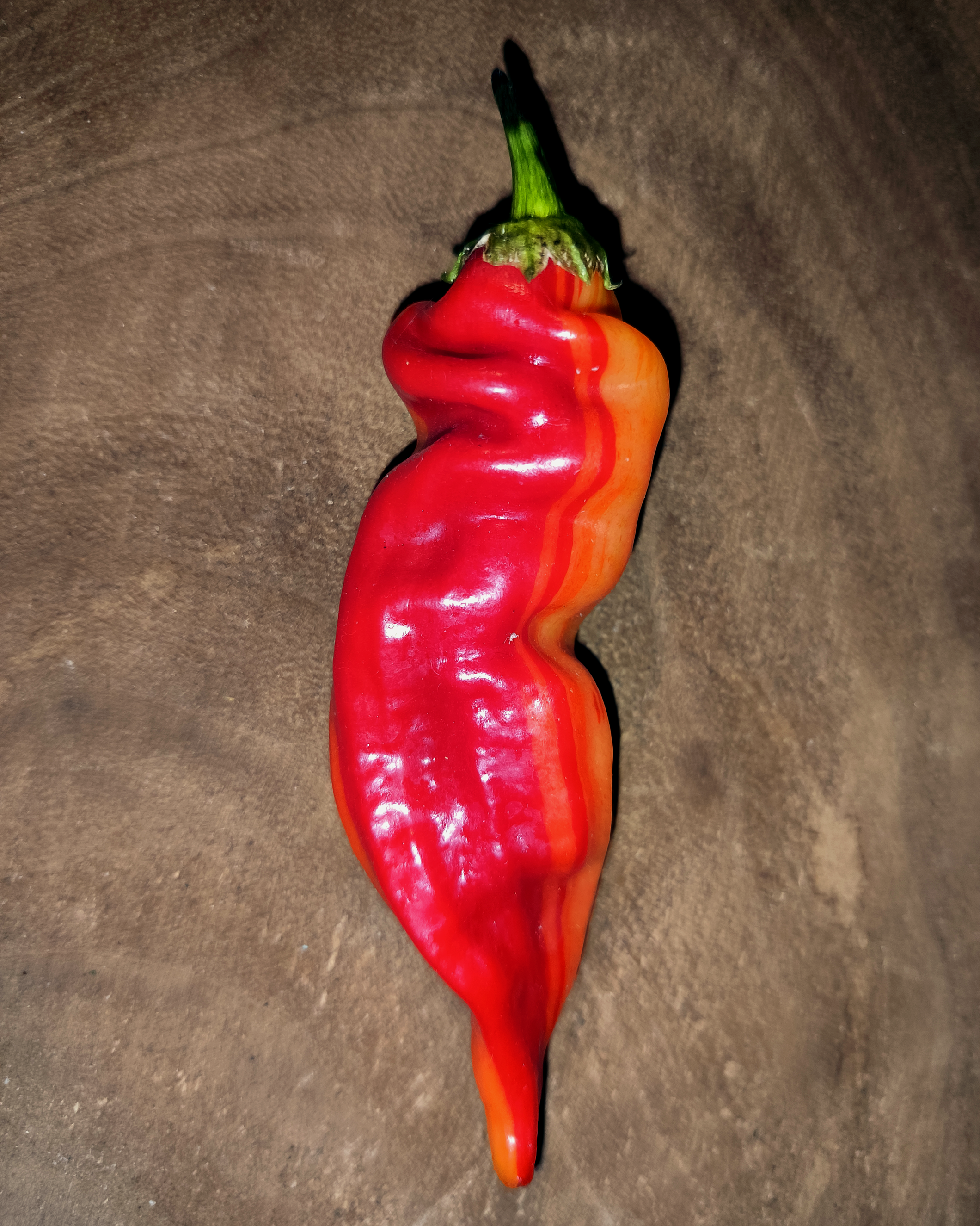 Sugar Rush Stripey chili pod – elongated striped fruit from Chico’s Farm