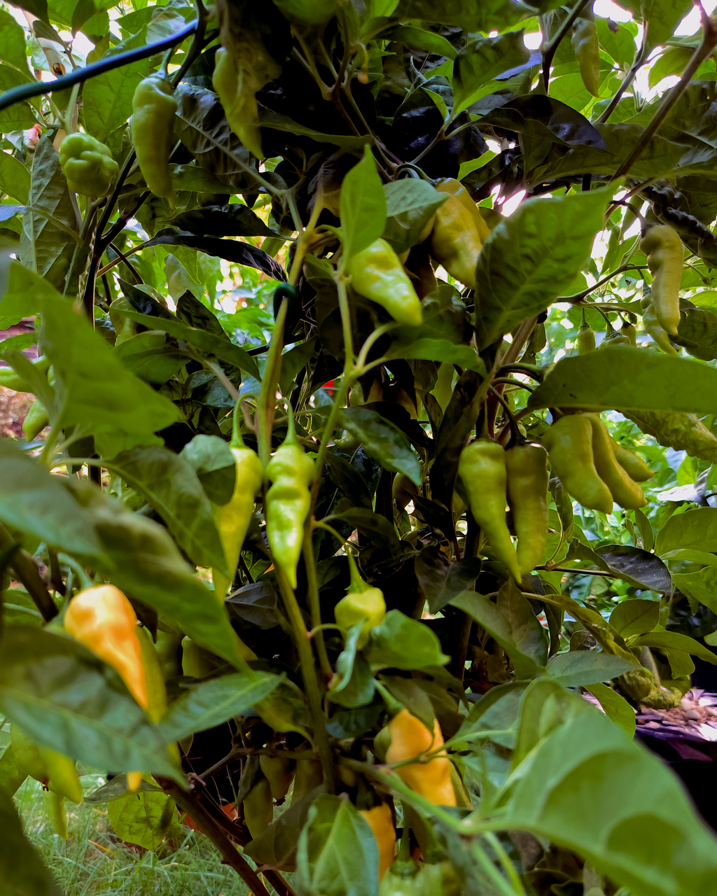 White Jolokia ghost peppers growing on plant in Berlin garden