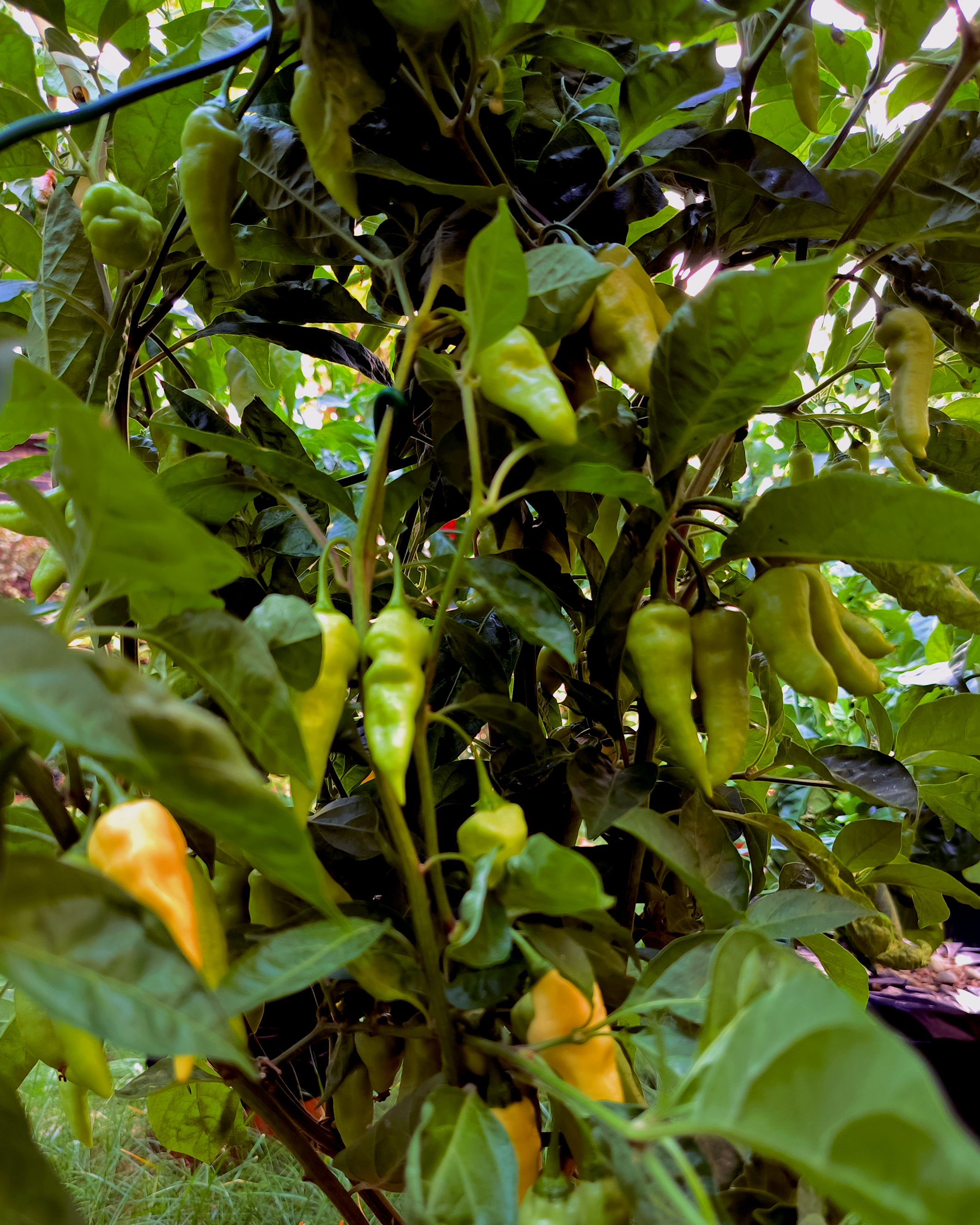 White Jolokia ghost peppers growing on plant in Berlin garden