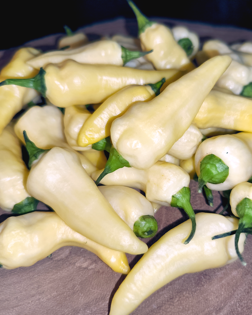 White Jolokia ghost chili pods showing pale superhot variety
