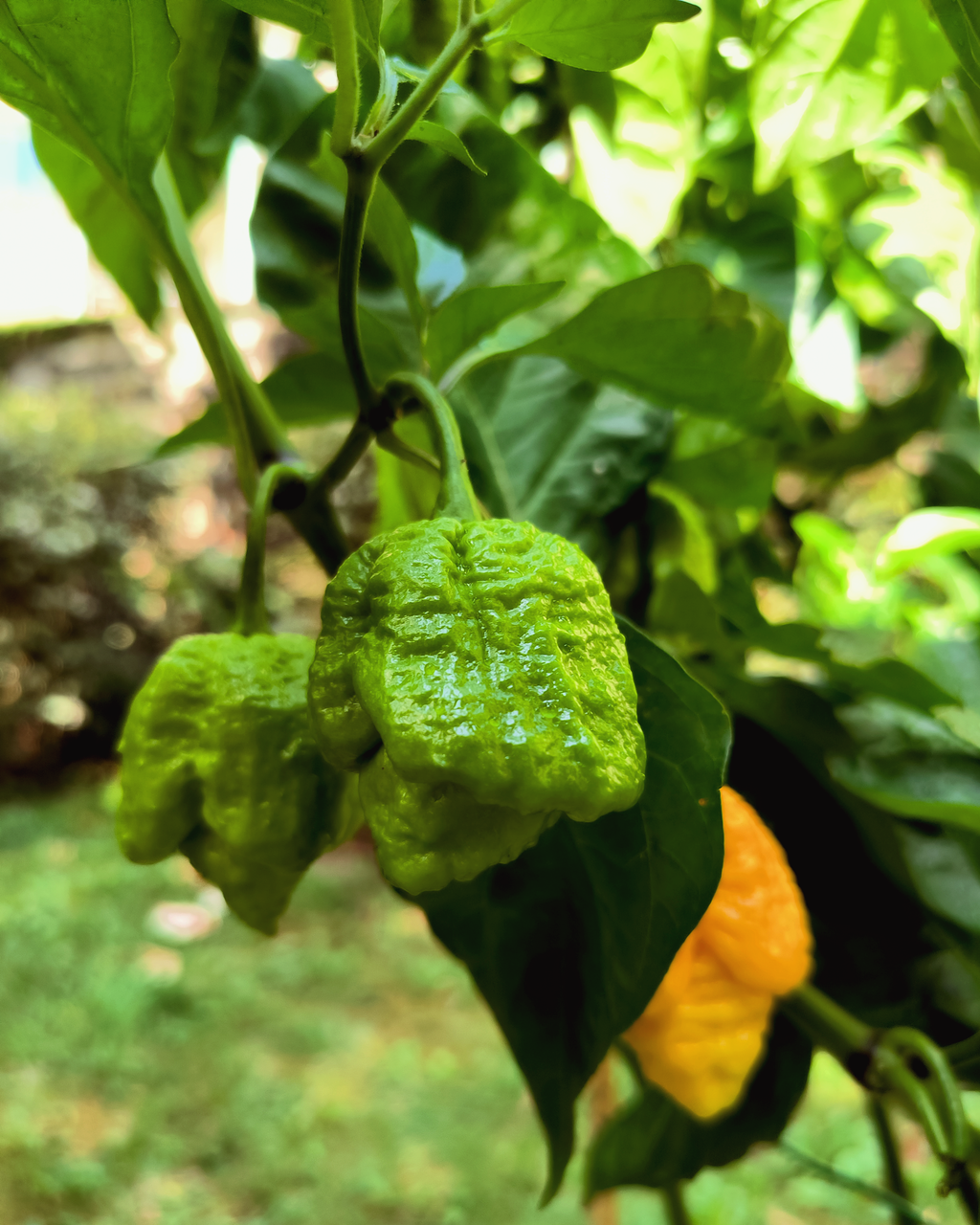 Yellow Moruga Scorpion peppers growing on the plant – parent plants for Chico’s Farm seeds