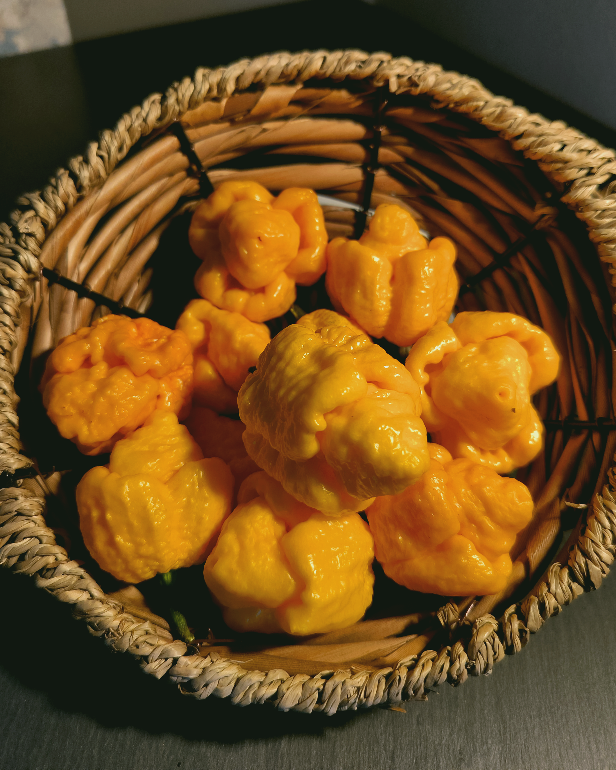 Fresh Yellow Moruga Scorpion peppers harvested – extremely hot superhot chili variety