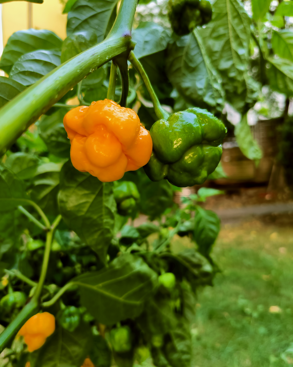 Yellow Scorpion Butch-T peppers growing on the plant – parent plants for Chico’s Farm seeds