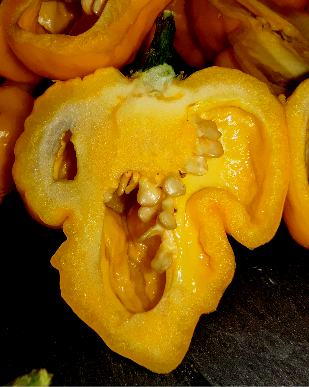 Yellow Scorpion Butch-T pepper cut open – interior and placenta showing seed structure
