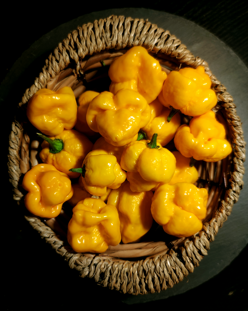 “Fresh Yellow Scorpion Butch-T peppers harvested – extremely hot superhot chili variety